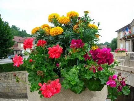 Flori pentru vase - selectarea și plantarea plantelor de grădină mobile (plante) Flori pentru vase - selecția și plantarea de plante de grădină mobile