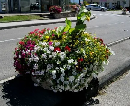 Flori pentru vase - selectarea și plantarea plantelor de grădină mobile (selecție) Flori pentru vase - selecția și plantarea de plante de grădină mobile
