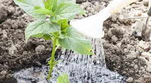 frumusete noapte floare descriere Mirabilis, tehnicile de reproducere și semințe de plantare, normele de îngrijire