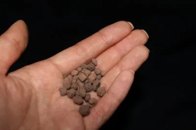Flower - Teton în creștere din semințe atunci când plantate corect