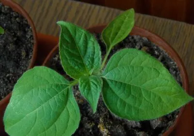 Flower - Teton în creștere din semințe atunci când plantate corect