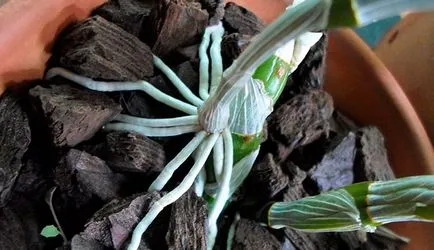 Dendrobium Nobile de îngrijire la domiciliu, fotografii de orhidee (acasă) îngrijire Nobile Dendrobium la domiciliu, fotografii de orhidee