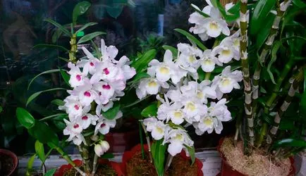 Dendrobium Nobile de îngrijire la domiciliu, fotografie orhidee (foto) îngrijire Nobile Dendrobium la domiciliu, fotografii de orhidee