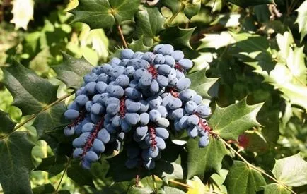 Flori cu o aromă puternică de condimente, plante aromatice pentru grădină, grădină cu miros, flori parfumate (parfumat) Flori cu o aromă puternică de condimente, plante aromatice pentru gradina, grădină cu miros, flori parfumate,