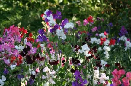 Flori cu o aromă puternică de condimente, plante aromatice pentru grădină, grădină cu miros, flori parfumate (aromă) Flori cu o aromă puternică de condimente, plante aromatice pentru gradina, grădină cu miros, flori parfumate,
