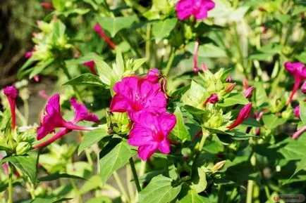 Flori cu o aromă puternică de condimente, plante aromatice pentru gradina, grădină cu miros, flori parfumate (parfumat) Flori cu o aromă puternică de condimente, plante aromatice pentru gradina, grădină cu miros, flori parfumate,