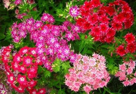 Flori cu o aromă puternică de condimente, plante aromatice pentru gradina, grădină cu miros, flori parfumate (puternic) Flori cu o aromă puternică de condimente, plante aromatice pentru gradina, grădină cu miros, flori parfumate,