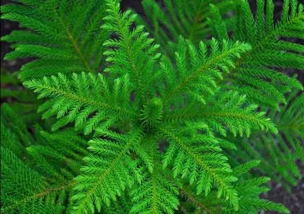 Flori cu o aromă puternică de condimente, plante aromatice pentru grădină, grădină cu miros, flori parfumate (parfumat) Flori cu o aromă puternică de condimente, plante aromatice pentru gradina, grădină cu miros, flori parfumate,