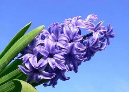 Flori cu o aromă puternică de condimente, plante aromatice pentru gradina, grădină cu miros, flori parfumate (puternic) Flori cu o aromă puternică de condimente, plante aromatice pentru gradina, grădină cu miros, flori parfumate,