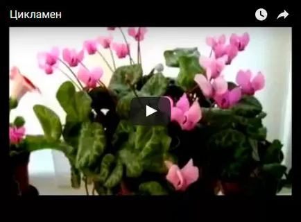 Cyclamen flori - îngrijire la domiciliu, transplant și reproducere ciclama; plantă ciclamen de