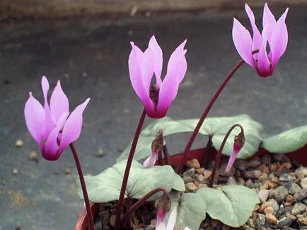 Cyclamen flori - îngrijire la domiciliu, transplant și reproducere ciclama; plantă ciclamen de
