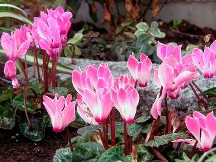 Cyclamen flori - îngrijire la domiciliu, transplant și reproducere ciclama; plantă ciclamen de