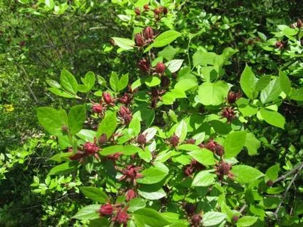 Flori cu o aromă puternică de condimente, plante aromatice pentru grădină, grădină cu miros, flori parfumate (aromă) Flori cu o aromă puternică de condimente, plante aromatice pentru gradina, grădină cu miros, flori parfumate,