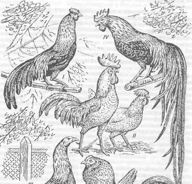Strămoșii sălbatice și rudele de păsări de curte, evoluția păsărilor - găini din rasa rare
