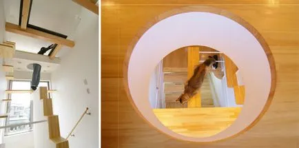 Apartamente de aspersoare pentru pisici - casa de vis fotografie