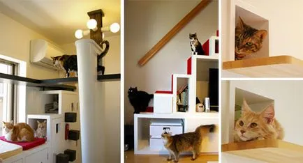 Apartamente de aspersoare pentru pisici - casa de vis fotografie
