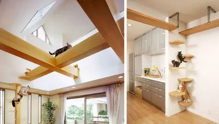 Apartamente de aspersoare pentru pisici - casa de vis fotografie