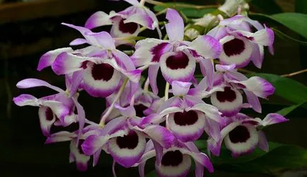 Dendrobium Nobile de îngrijire la domiciliu, fotografii de orhidee (de ingrijire) îngrijire Nobile Dendrobium la domiciliu, fotografii de orhidee