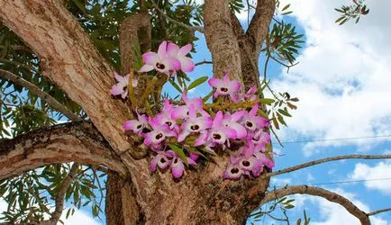 Dendrobium Nobile de îngrijire la domiciliu, fotografie orhidee (foto) îngrijire Nobile Dendrobium la domiciliu, fotografii de orhidee