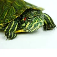 Pet țestoase de conținut, de îngrijire, ce să se hrănească