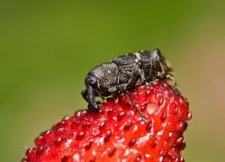Gărgărița pe căpșuni - cum să lupte (căpșuni) Gărgărița pe căpșuni - cum să lupte