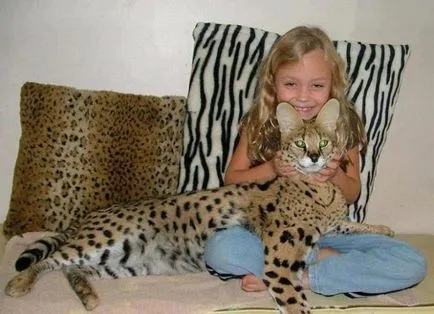 Pet gheparzi - Savannah pisica
