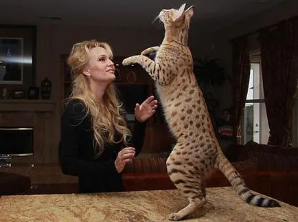 Pet gheparzi - Savannah pisica