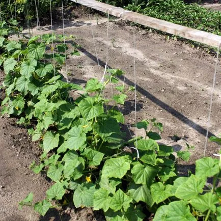 Până la castraveți ce număr pot fi plantate în teren deschis (timp maxim de însămânțare) Până la ce număr pot fi plantate castraveți în teren deschis