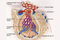 Sistemul endocrin al fiziologiei umane, funcția și scopul hormonilor și glande (video)