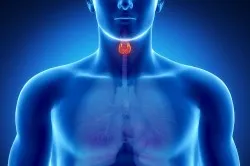 Sistemul endocrin al fiziologiei umane, funcția și scopul hormonilor și glande (video)