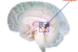 Sistemul endocrin al fiziologiei umane, funcția și scopul hormonilor și glande (video)