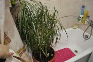 Dracaena marginata - frumusete marginita