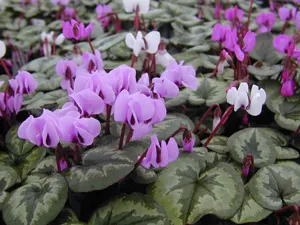 Cyclamen Plant Encyclopedia (dryakva)