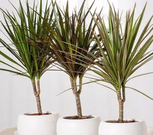 Dracaena cum se propaga plantele la domiciliu