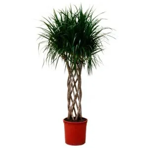 Dracaena marginata - frumusete marginita