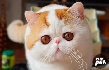 Pisici cu blana scurtă exotice sau caracter și obiceiuri exotice (caracter exotic shorthair) Pisici cu blana scurtă exotice sau caractere exotice și obiceiuri