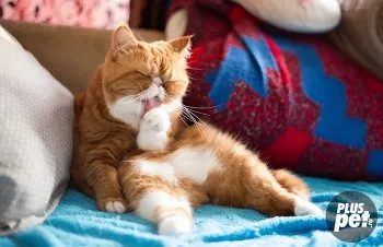 Pisici exotice Shorthair sau caractere exotice și obiceiuri (pisici) Pisici cu blana scurtă exotice sau caractere exotice și obiceiuri