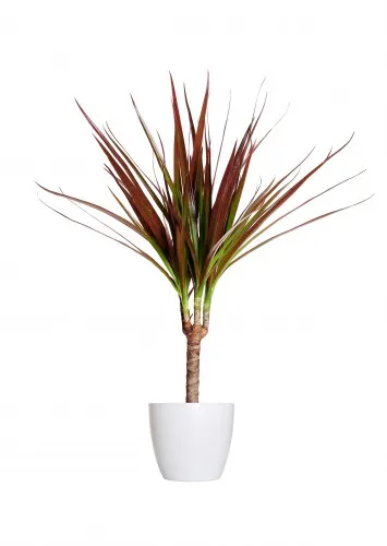 marginata Dracaena de îngrijire (mărginit) la domiciliu, fotografie, transplant