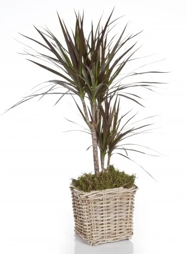 marginata Dracaena de îngrijire (mărginit) la domiciliu, fotografie, transplant