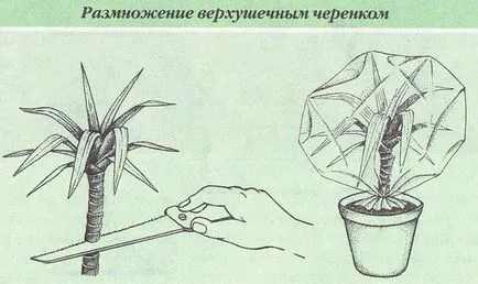 Dracaena cum se propaga plantele la domiciliu