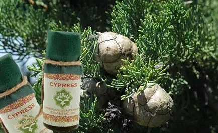 Cypress proprietăți de ulei esențial, aplicarea, contraindicații, rețete și recenzii