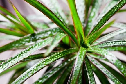 marginata Dracaena de îngrijire (mărginit) la domiciliu, fotografie, transplant