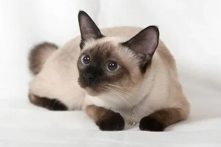 Exotice caracter shorthair rasa si ingrijire