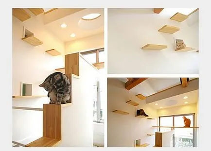 Casa Cat