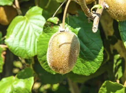 Plante exotice în creștere de îngrijire la domiciliu (plante) Plante exotice în creștere de îngrijire la domiciliu