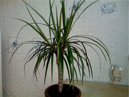 Dracaena marginita - ingrijire in mediul de acasa foto video (marginita) Dracaena marginita - îngrijire în home video, fotografii