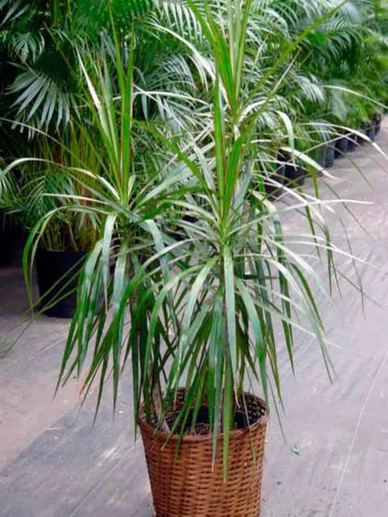 Dracaena marginita - ingrijire in fotografii de mediu acasă video (acasă) Dracaena marginita - îngrijire în home video, fotografii