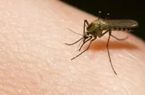 naturale moduri de a face filtrul de aer în apartament