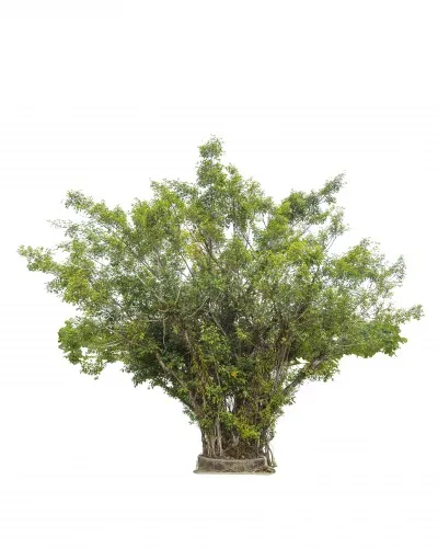 Ficus benjamina de îngrijire la domiciliu, fotografie, formarea de o coroană