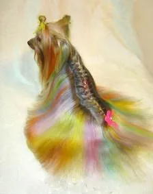 Fotografii tunsori Pomerania și Yorkshire terrier, îngrijire - toaletare (tuns). Fotografii tunsori Pomerania și Yorkshire terrier, îngrijire - îngrijire